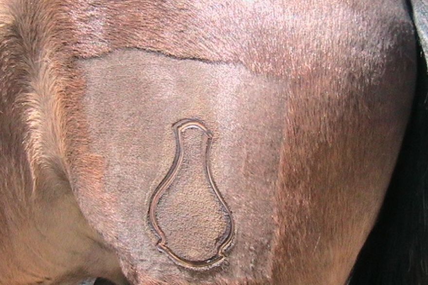 Branding of new foals