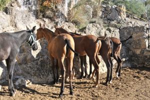 Potros de la Yeguada