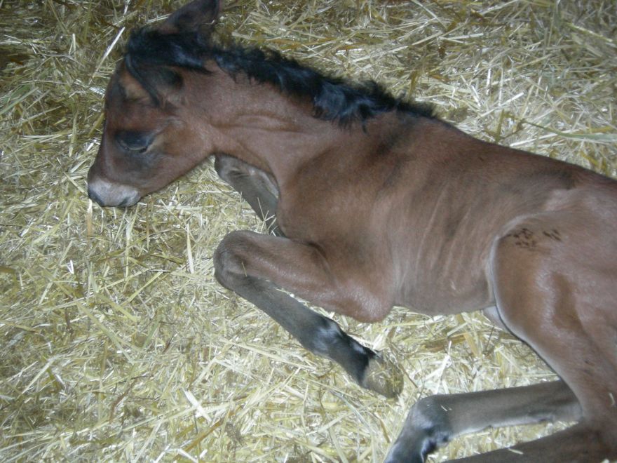 ¿Conocemos los cuidados neonatales del potro  pura raza española?...