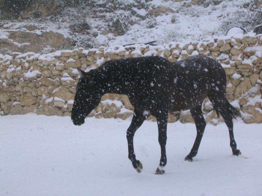 Cuidados del caballo en invierno