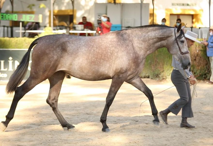 CAMPEONA A LOS MEJORES MOVIMIENTOS