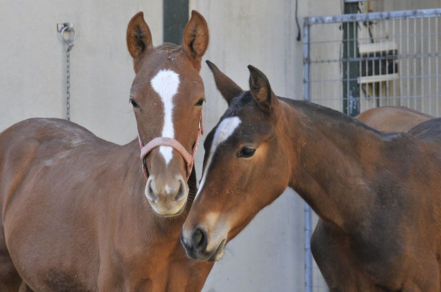 Spanish Purebred colts